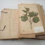 455 8205 Herbarium